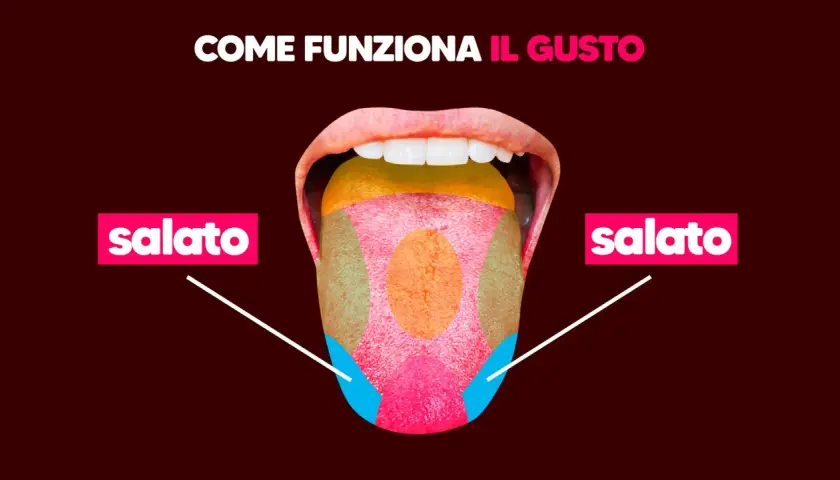 La lingua mostra le zone del gusto, con "salato" evidenziato ai lati. Capire le cause della bocca salata è importante per il benessere.