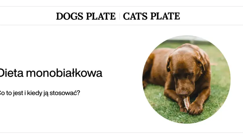 Czekoladowy piesek gryzie kość na trawie. Dowiedz się, jak odbiałkować psa i kiedy stosować dietę monobiałkową.