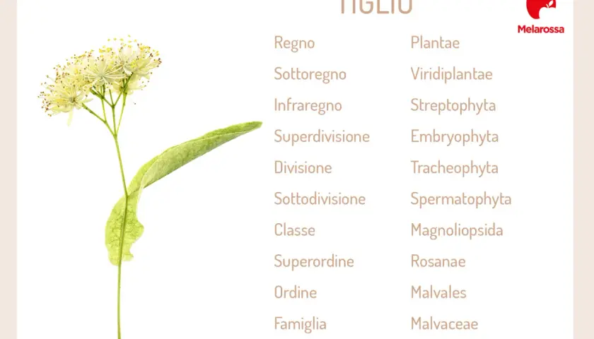 Fiori e foglia di tiglio albero, con la sua classificazione botanica.
