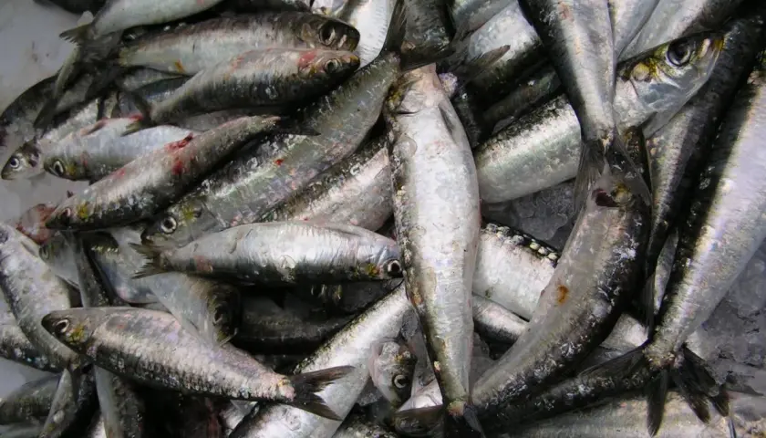 Un montón de sardinas frescas, con su piel plateada brillando, listas para ser preparadas. El **xeito que es** un arte de pesca tradicional gallego, captura estos pequeños peces.