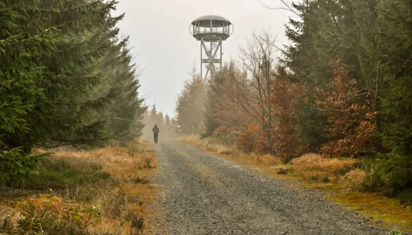 Droga przez jesienny las prowadzi do wieży widokowej na jagodna szczyt. Samotny turysta idzie w stronę wieży.
