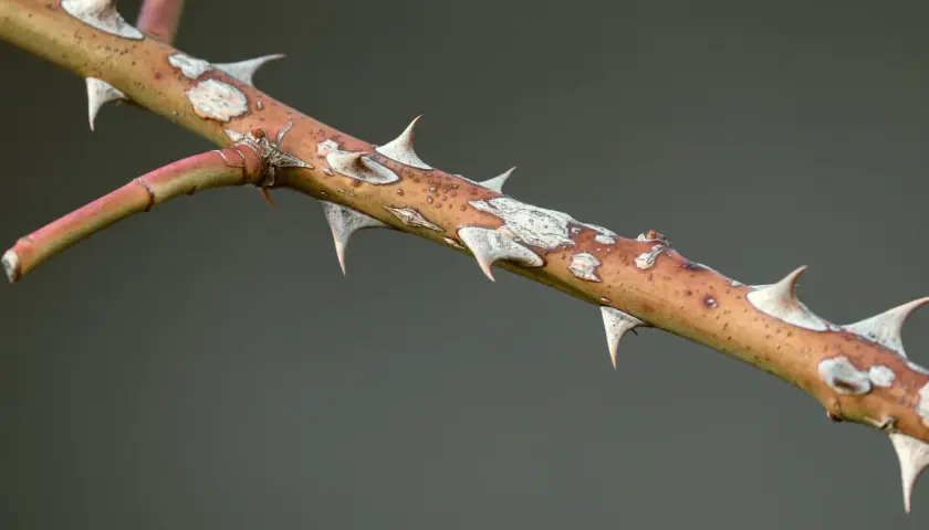Nahaufnahme eines Astes, der zeigt, wie rosen dornen oder stacheln haben. Die spitzen Dornen sind scharf und bedrohlich.
