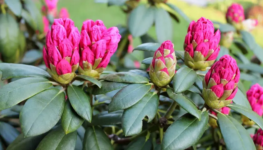 Des bourgeons de rhododendron aux teintes fuchsia promettent une magnifique floraison.