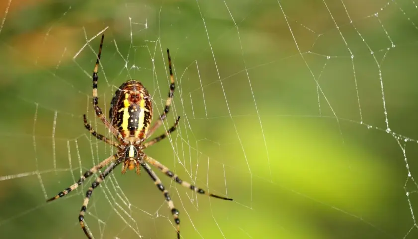 Lęk przed pająkami (arachnofobia): Poznaj objawy i pokonaj strach!