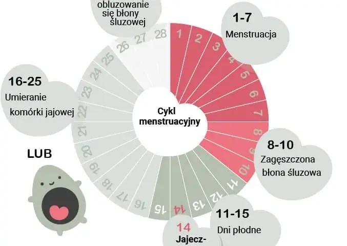 Jak obliczyć owulację? Praktyczny przewodnik dla każdej kobiety