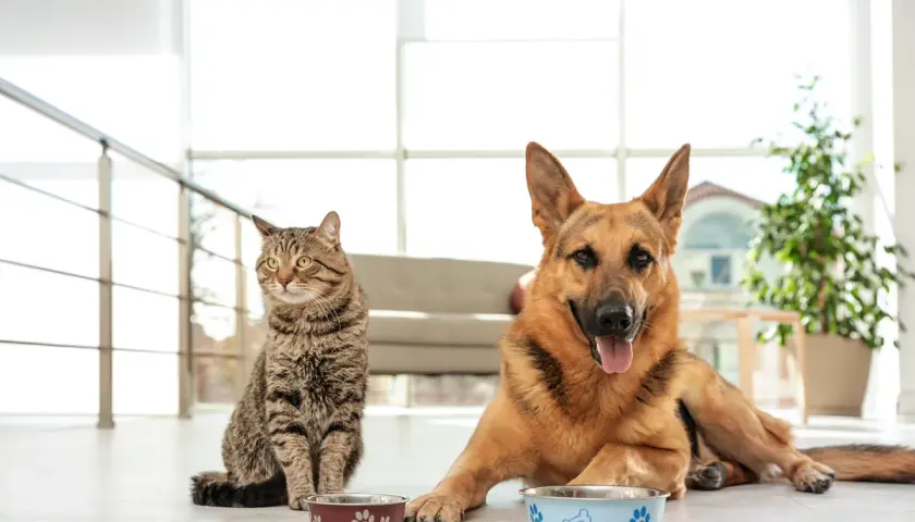 A German Shepherd and a tabby cat sit by their food bowls. This image prompts the question: can dogs eat cat food?