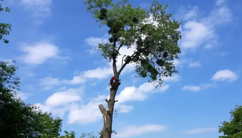 Drwal w czerwonym stroju wspina się na wysokie drzewo. Zastanawiasz się, ile kosztuje wycięcie drzewa?