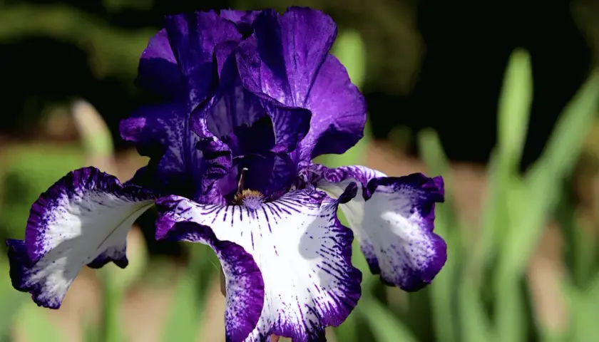 Magnifique iris bicolore, violet et blanc, aux pétales ondulés. Idéal pour savoir quand planter des iris et embellir votre jardin.