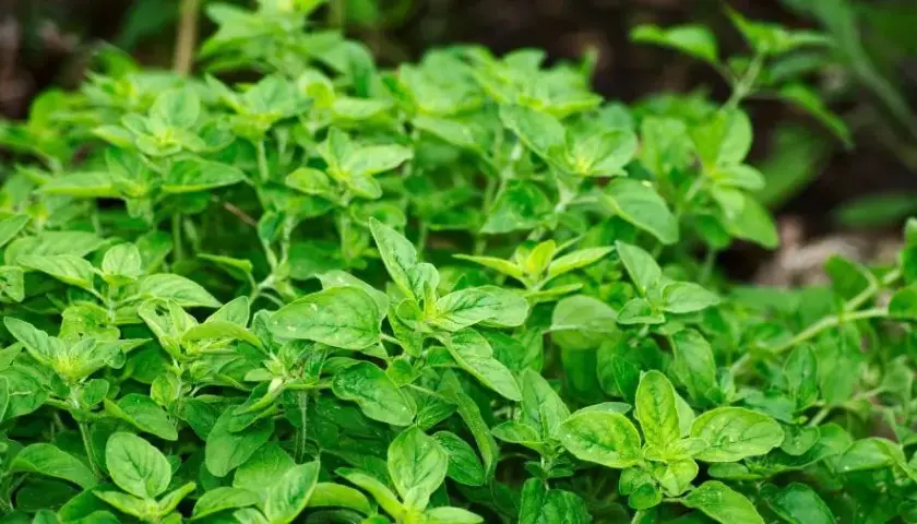 Gdzie kupić herbatę z oregano - najlepsze sklepy i sprawdzone marki
