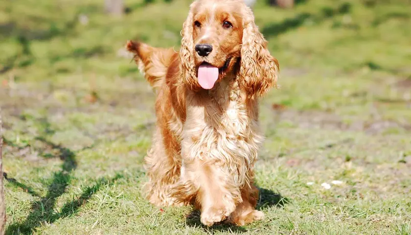 Un cocker spaniel de pelaje dorado, con la lengua fuera, corre feliz por el césped.