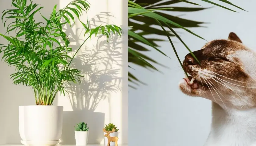 Chamaedorea elegans, czyli palma koralowa, smakuje wybornie. Kot delektuje się jej liśćmi, tworząc uroczy obrazek.