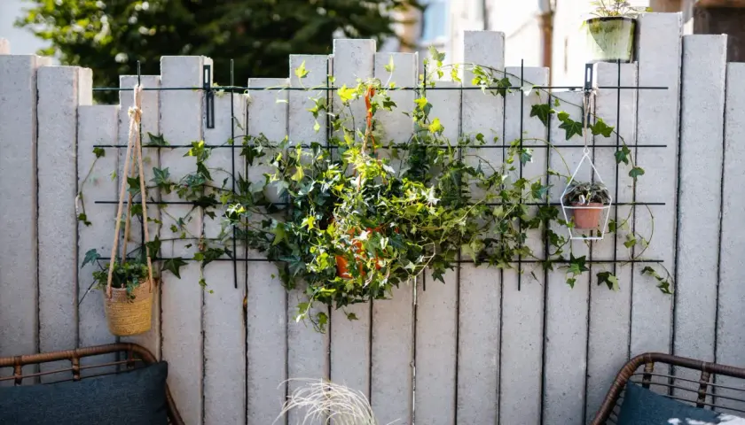 Grüne Ranken bedecken eine graue Beton-Gartenmauer, die mit einem Gitter und Hängekörben verschönert wurde. So lässt sich eine triste Gartenmauer verkleiden.
