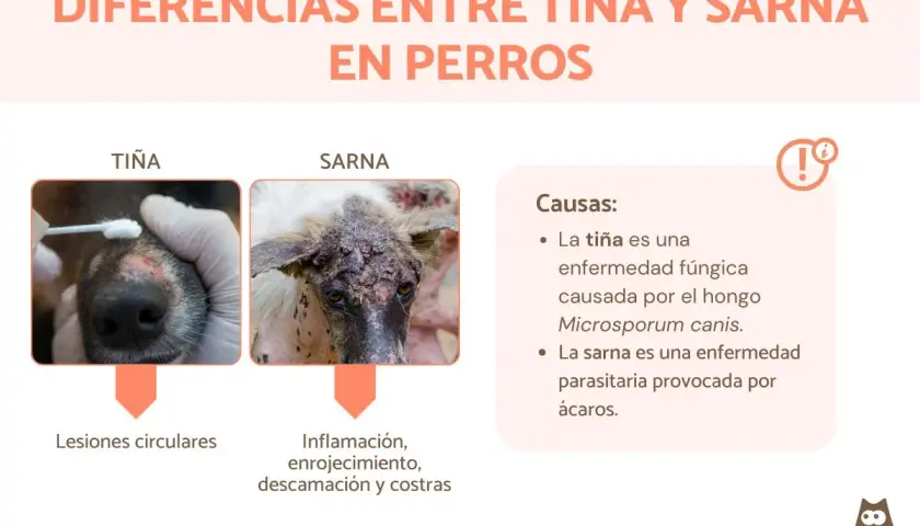 Comparativa de tiña y sarna en perros. La tiña causa lesiones circulares, mientras que la sarna provoca inflamación, enrojecimiento, descamación y costras.