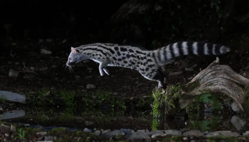 La garduña animal, con su pelaje moteado y cola anillada, salta ágilmente sobre un tronco cubierto de musgo en la oscuridad.