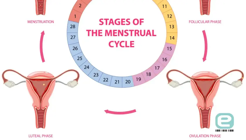 Cykl menstruacyjny: od miesiączki, przez fazę folikularną i owulację, do fazy lutealnej. Plamienie przed okresem może wystąpić pod koniec cyklu.