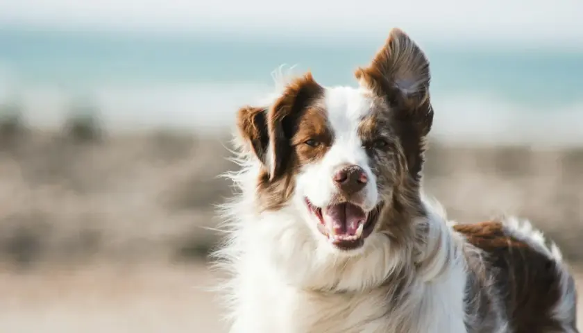 Un perro de raza papillon, con pelaje marrón y blanco, sonríe en la playa.