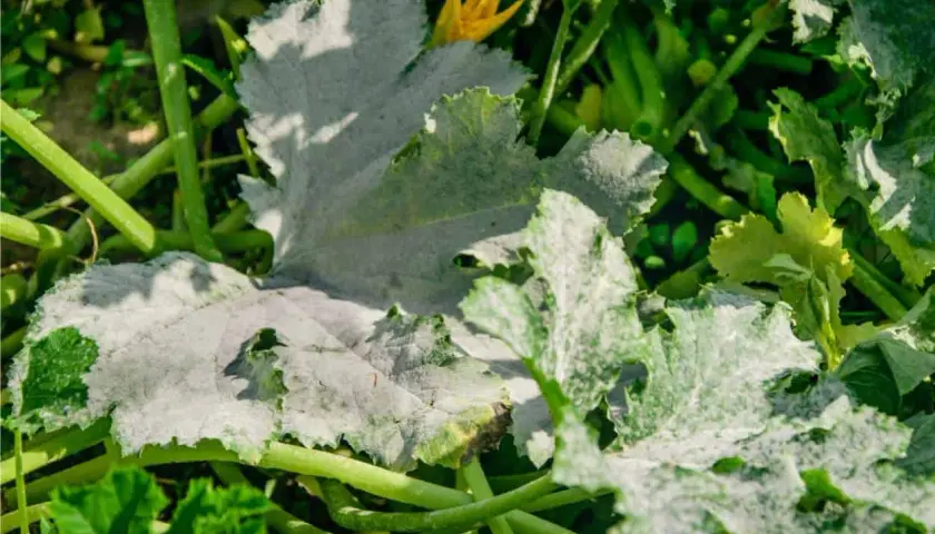 Foglie di zucchine colpite dall'oidio, con una patina biancastra che ne ricopre la superficie. Un fiore giallo spunta tra le foglie malate.