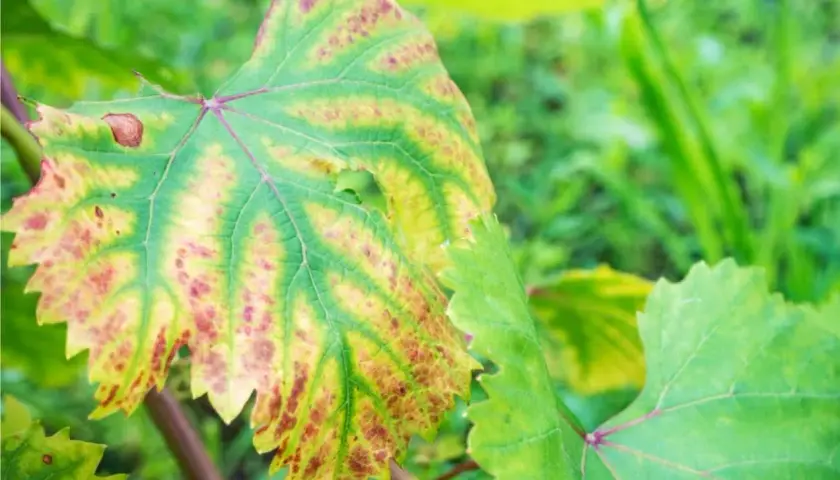 Foglia di vite con macchie gialle e rossastre, sintomo di carenza azoto piante.