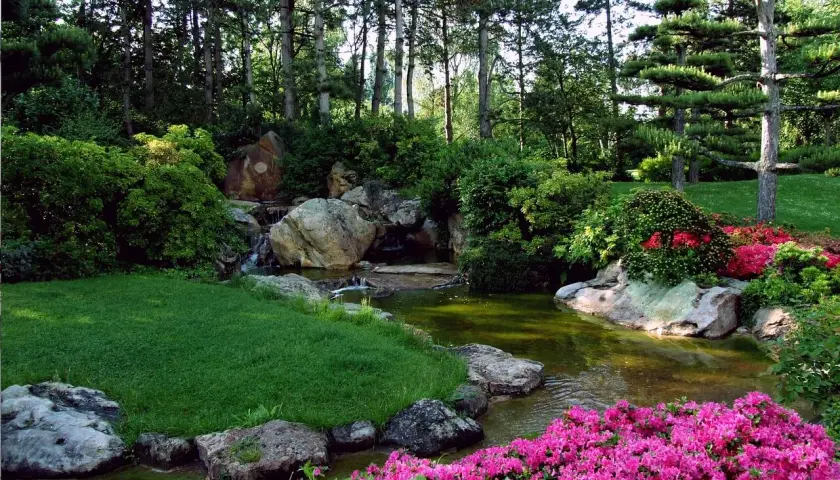 Ein idyllischer japanischer Garten mit einem Teich, üppigem Grün, Felsen und leuchtend pinken Azaleen.