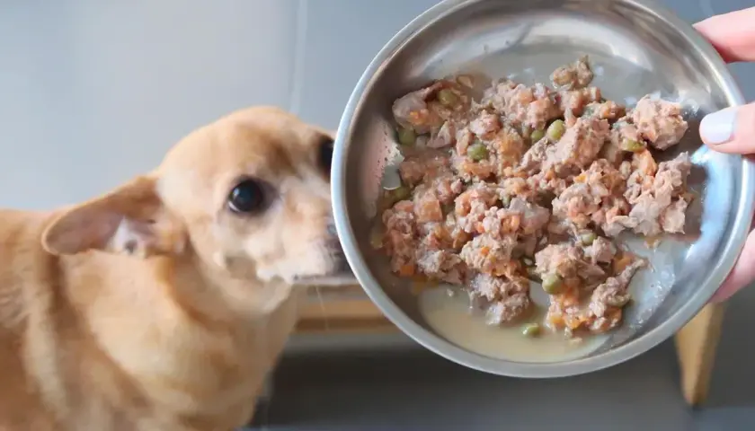 Perro mira plato con comida casera para dieta renal.