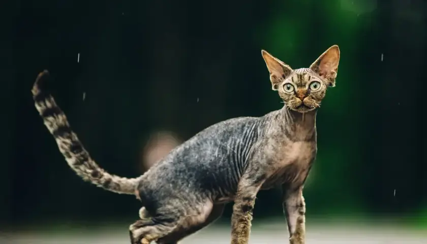 Devon Rex: Ile naprawdę kosztuje? Pełny budżet właściciela.