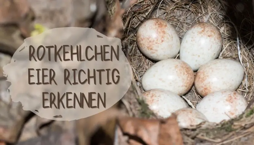 Sechs zarte, gesprenkelte Rotkehlchen Eier liegen im Nest. Ein Schild erklärt, wie man sie richtig erkennt.