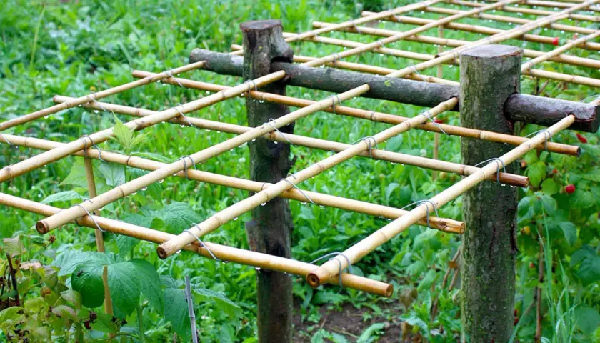 Ein selbstgebautes Rankgitter aus Bambusstäben, ideal zum Himbeeren pflanzen und für eine reiche Ernte.