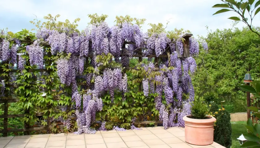 Wspaniała wisteria w donicy, tworząca fioletowy wodospad kwiatów na drewnianej pergoli.