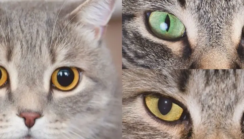 Primer plano de tres gatos, uno con pupilas dilatadas, mostrando sus ojos expresivos y pelaje.
