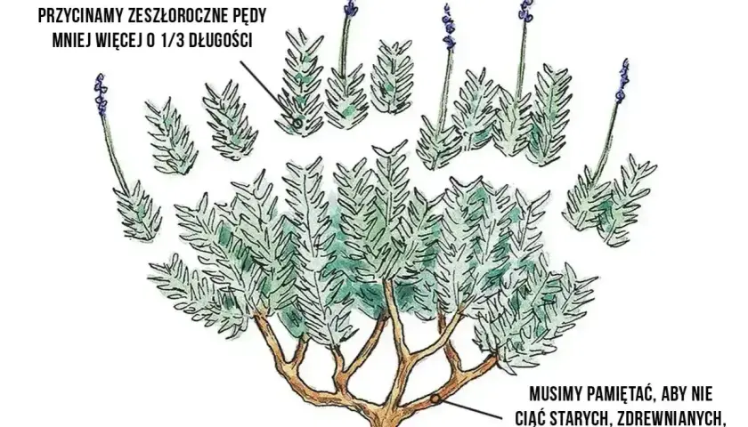 Ilustracja pokazuje, kiedy przycinamy lawendę. Zeszłoroczne pędy skracamy o 1/3, unikając cięcia zdrewniałych, dolnych pędów.
