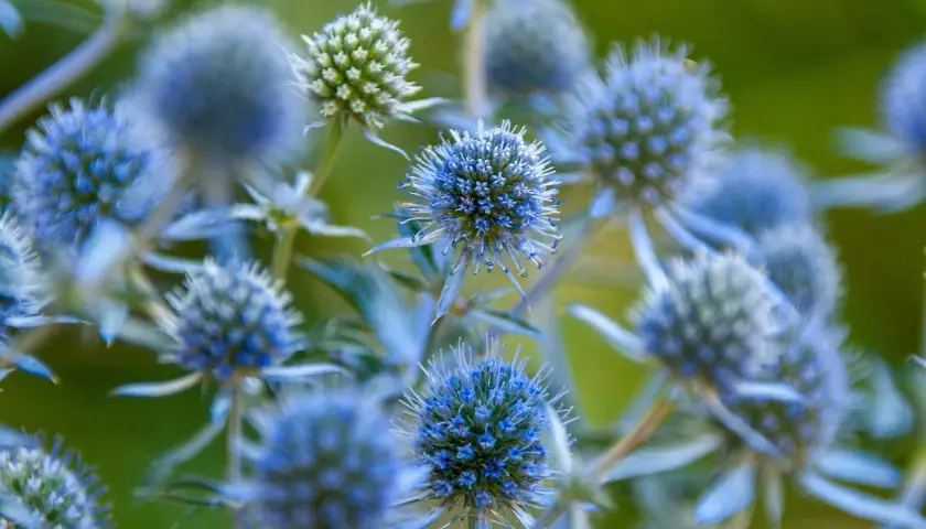 Nahaufnahme von stacheligen, blauen Blütenköpfen. Diese blau blumen namen sind faszinierend und erinnern an kleine Igel.