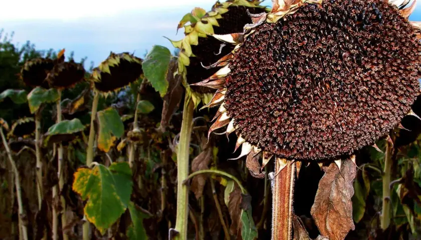 Reife Sonnenblumenköpfe, bereit zur Ernte. Die Blütenblätter sind braun und trocken, die Samen sind dunkel und voll. Ein Zeichen dafür, wann sind Sonnenblumen reif.