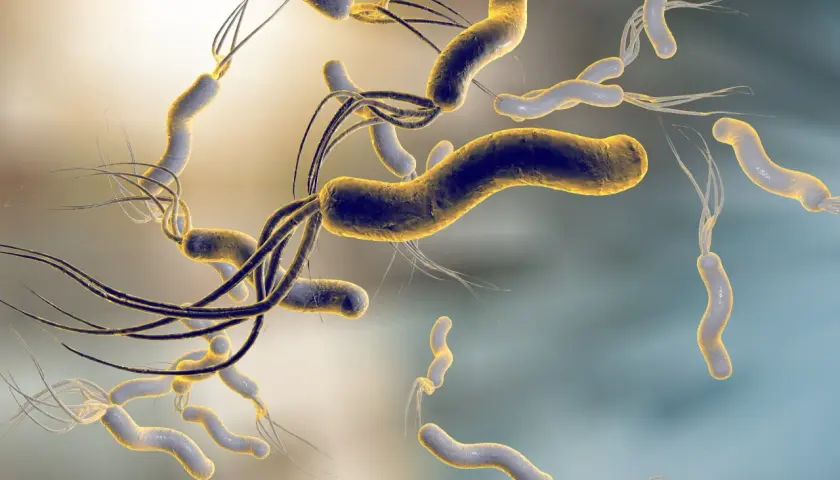 Batteri Helicobacter pylori, causa di ulcere gastriche. La ricerca sulla loro helicobacter pylori cura è fondamentale per la salute.
