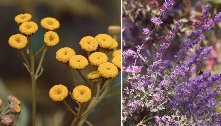 Gelbe Blüten und Lavendel: natürliche Pflanzen gegen Zecken im Garten.