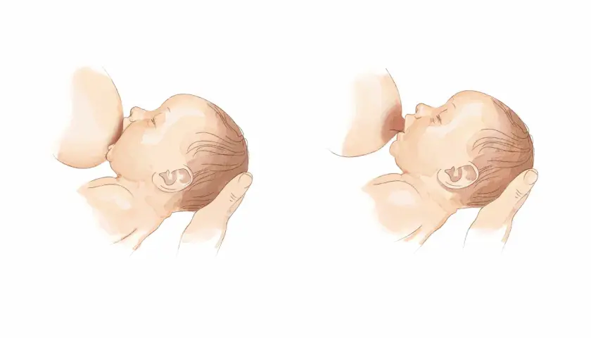 Illustrazioni che mostrano come allattare al seno, con un neonato che si attacca al seno materno.