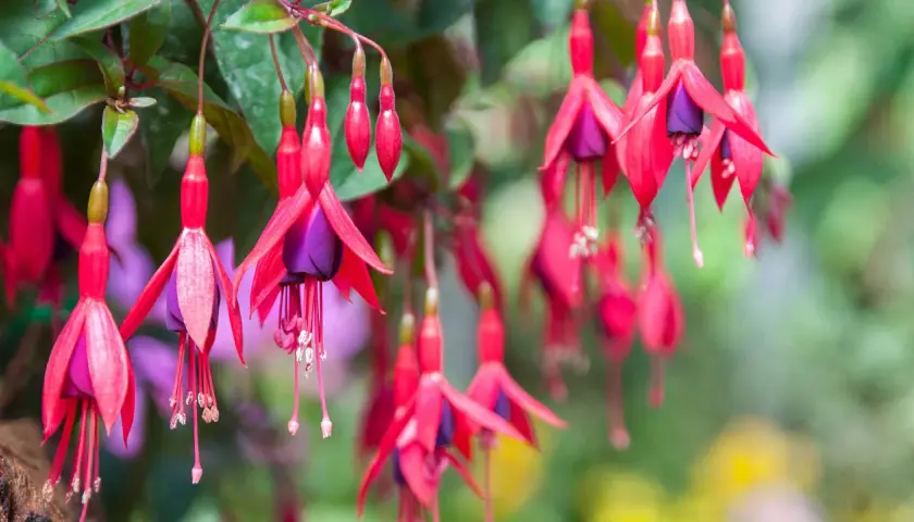 Hängande fuchsia utomhus med sina karaktäristiska röda kronblad och lila inre. En sommaräng i full blom.