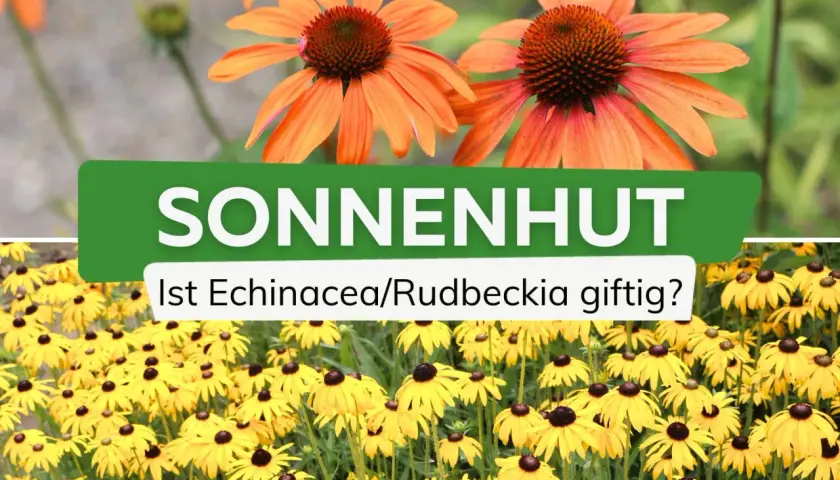 Zwei Sonnenhut-Sorten: orange und gelb. Die Frage "Ist Echinacea/Rudbeckia giftig?" wird gestellt.