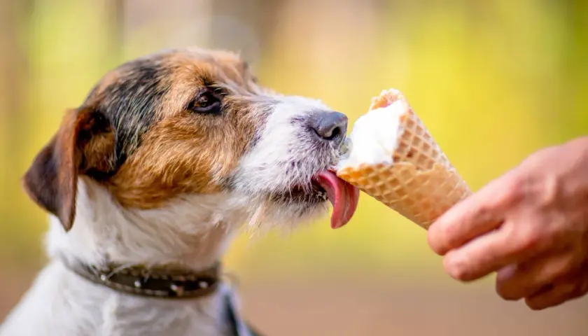 Pyszne lody dla psa przepis! Jack Russell terrier z rozkoszą liże lody z wafelka, które trzyma jego opiekun.