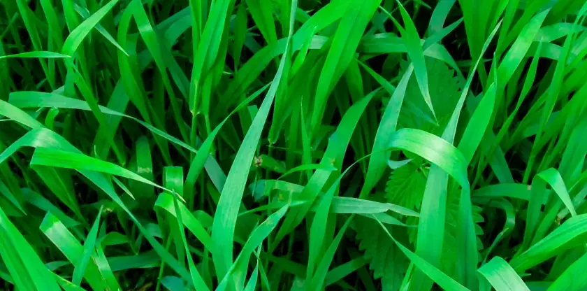 Un champ d'herbes vertes luxuriantes, où il est facile de reconnaître le chiendent envahissant.