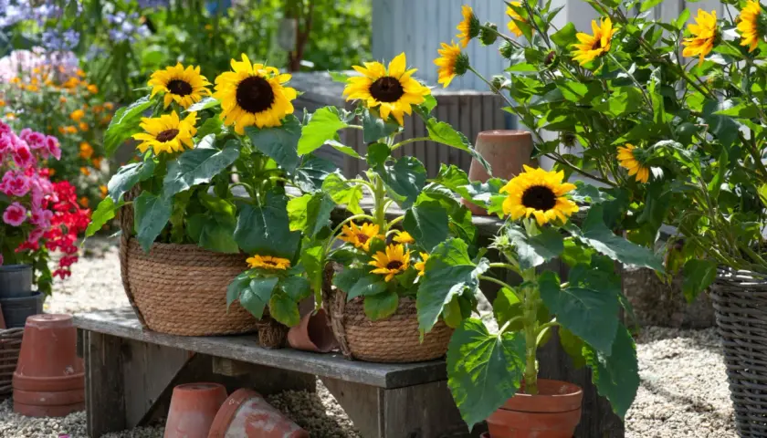 Sonnenblumen anbauen: Mehrere sonnige Sonnenblumen in Körben und Töpfen auf einer Holzbank, umgeben von anderen Blumen und Terrakotta-Töpfen.