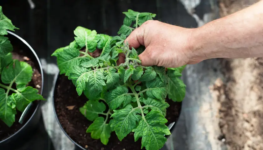 En hand petar på en tomatplanta i kruka, redo att tjuva tomater för att ge mer energi till fruktsättningen.