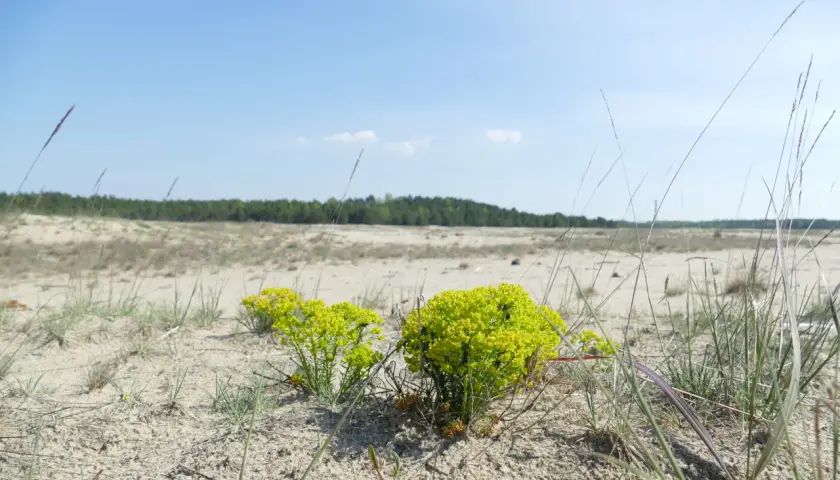 Pustynia Błędowska, z piaskiem i trawami, gdzie kwitną żółte wilczomierze.