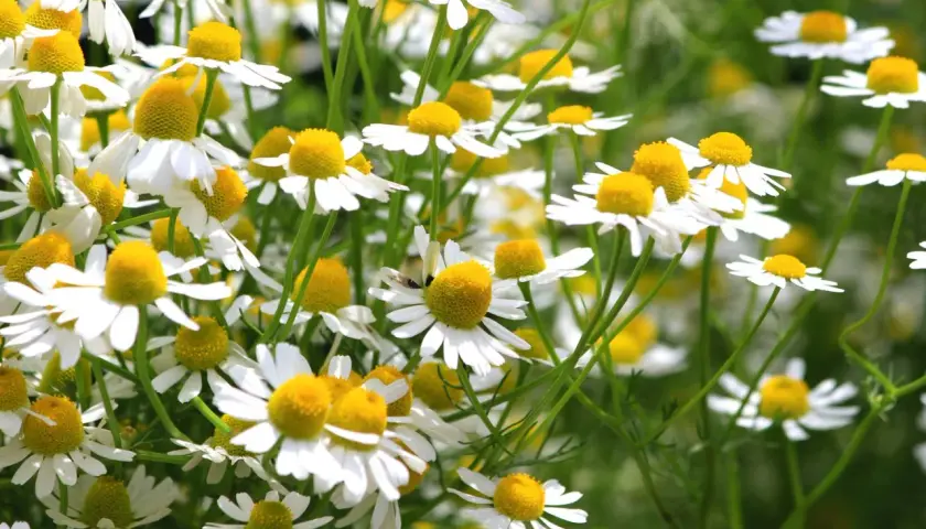 Ein Feld voller Kamillenblüten, bereit zum Anpflanzen. Die kleinen weißen Blüten mit gelben Zentren sind ein Zeichen für den Sommer.