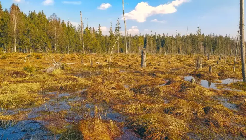 Torfowisko pod zieleńcem, z suchymi pniami drzew i wodą odbijającą błękitne niebo z chmurami.