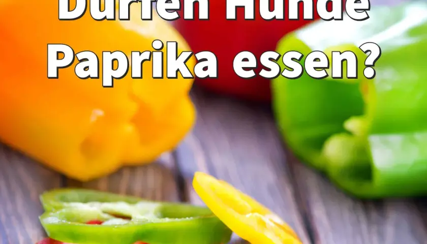 Bunte Paprika, rot, gelb und grün, liegen auf einem Holztisch. Die Frage "Dürfen Hunde Paprika essen?" ist groß geschrieben.