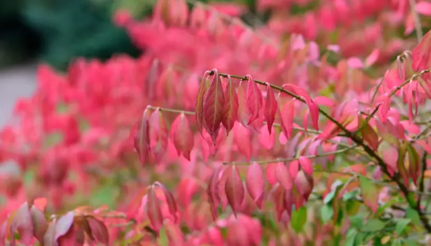 En buske med rosa blommor i höstfärger. Bladen skiftar i nyanser av rosa, rött och grönt.