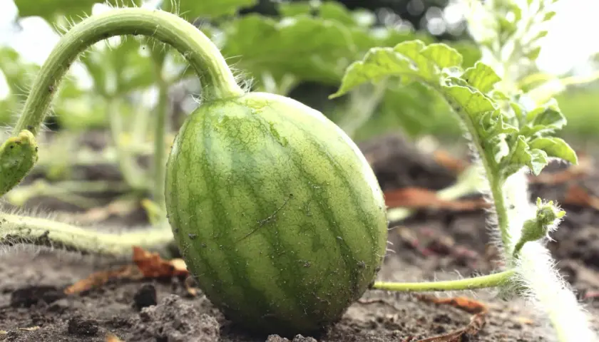 Kleine, grüne Wassermelone wächst am Boden. Man sieht, wie wachsen Wassermelonen: aus einem zarten Stiel mit feinen Härchen.