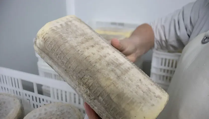 Un queso pata de mulo artesanal, listo para ser degustado. Su corteza rústica y su interior cremoso invitan a descubrir su sabor.
