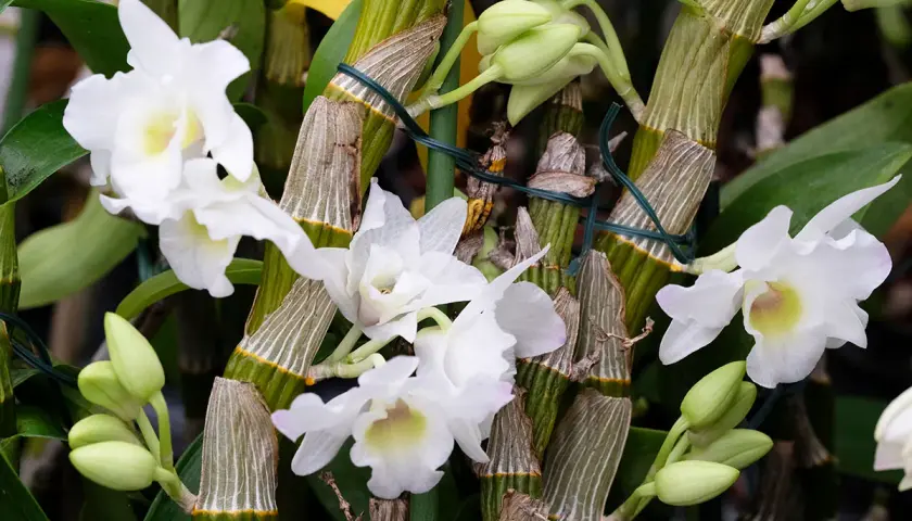 Orchidées bambou en pleine floraison, prêtes pour leur entretien. Les tiges vertes et les boutons floraux promettent une belle floraison.