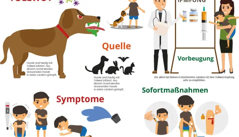 Tollwut-Symptome: Fieber, Aggressivität, Hydrophobie. Ein geimpfter Hund und ein Arzt mit Impfstoff zeigen Prävention.